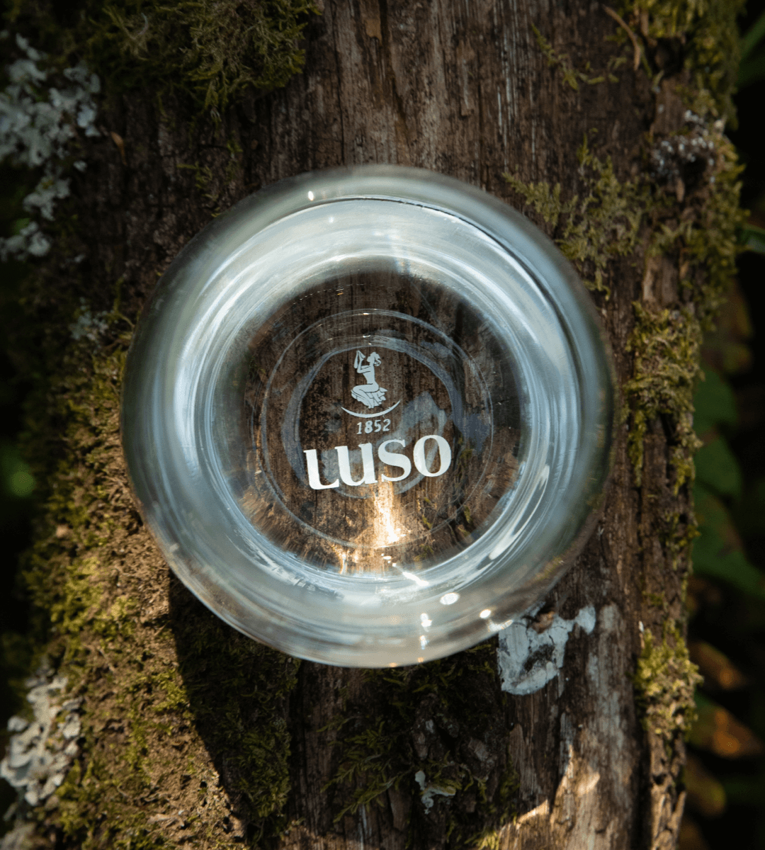 Ciclo Luso Artigo