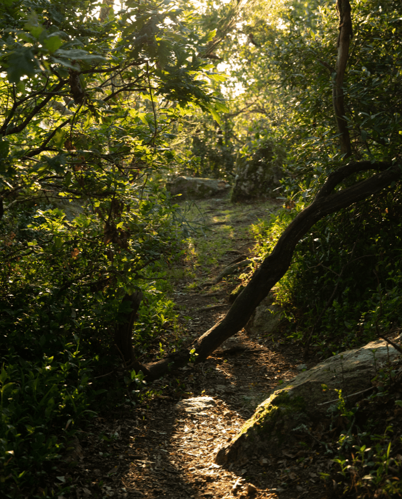 Protecao Ambiental Serra Bussaco